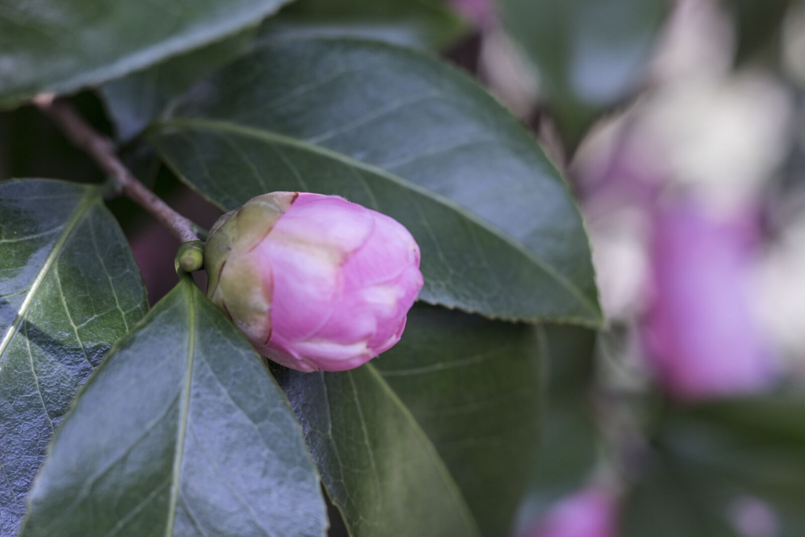 Canon EOS 100D (EOS Rebel SL1 / EOS Kiss X7) + Canon EF 50mm F1.8 STM sample photo. Camellia, flowers, bud photography