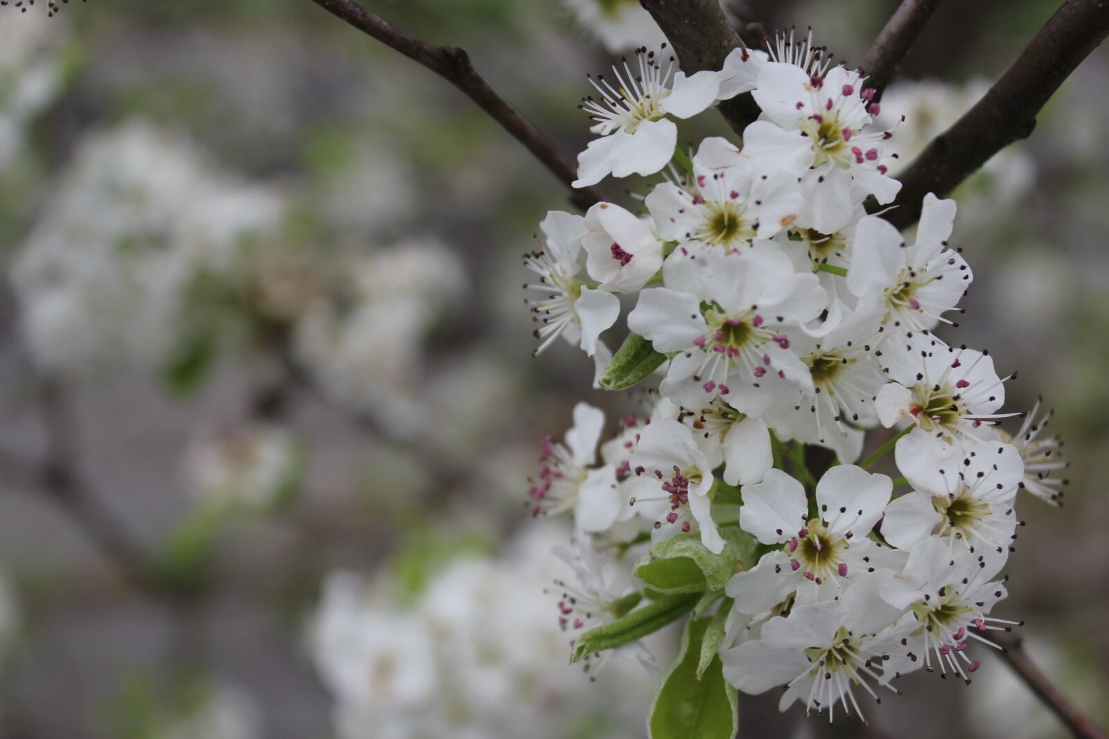 Canon EOS 550D (EOS Rebel T2i / EOS Kiss X4) sample photo. Tree, flower, spring photography