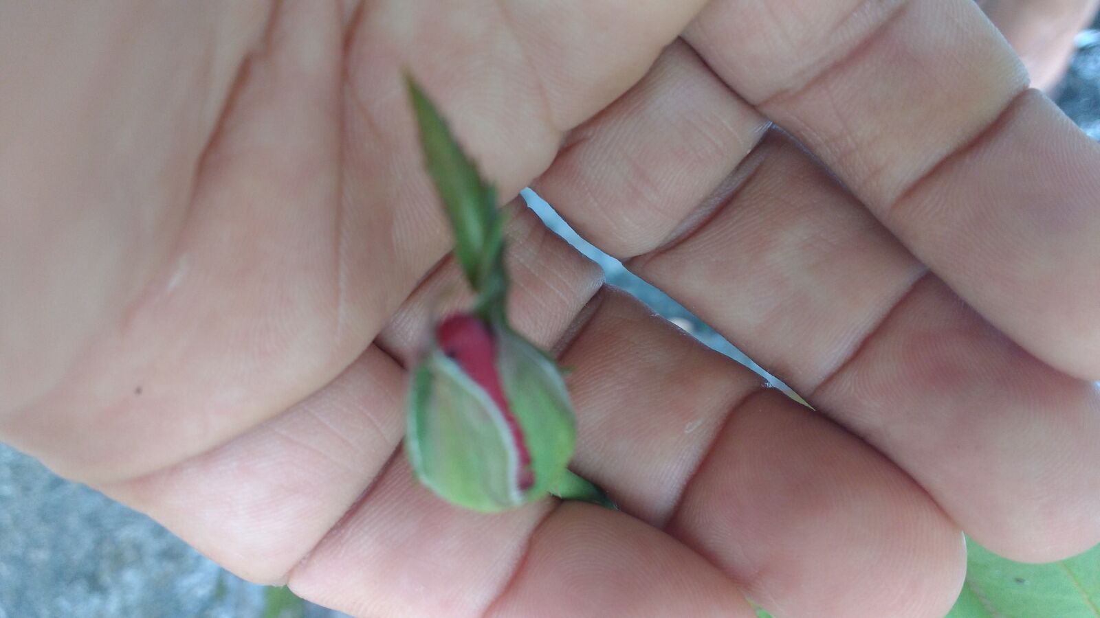 Motorola MotoG3 sample photo. Bud, rosa, red photography