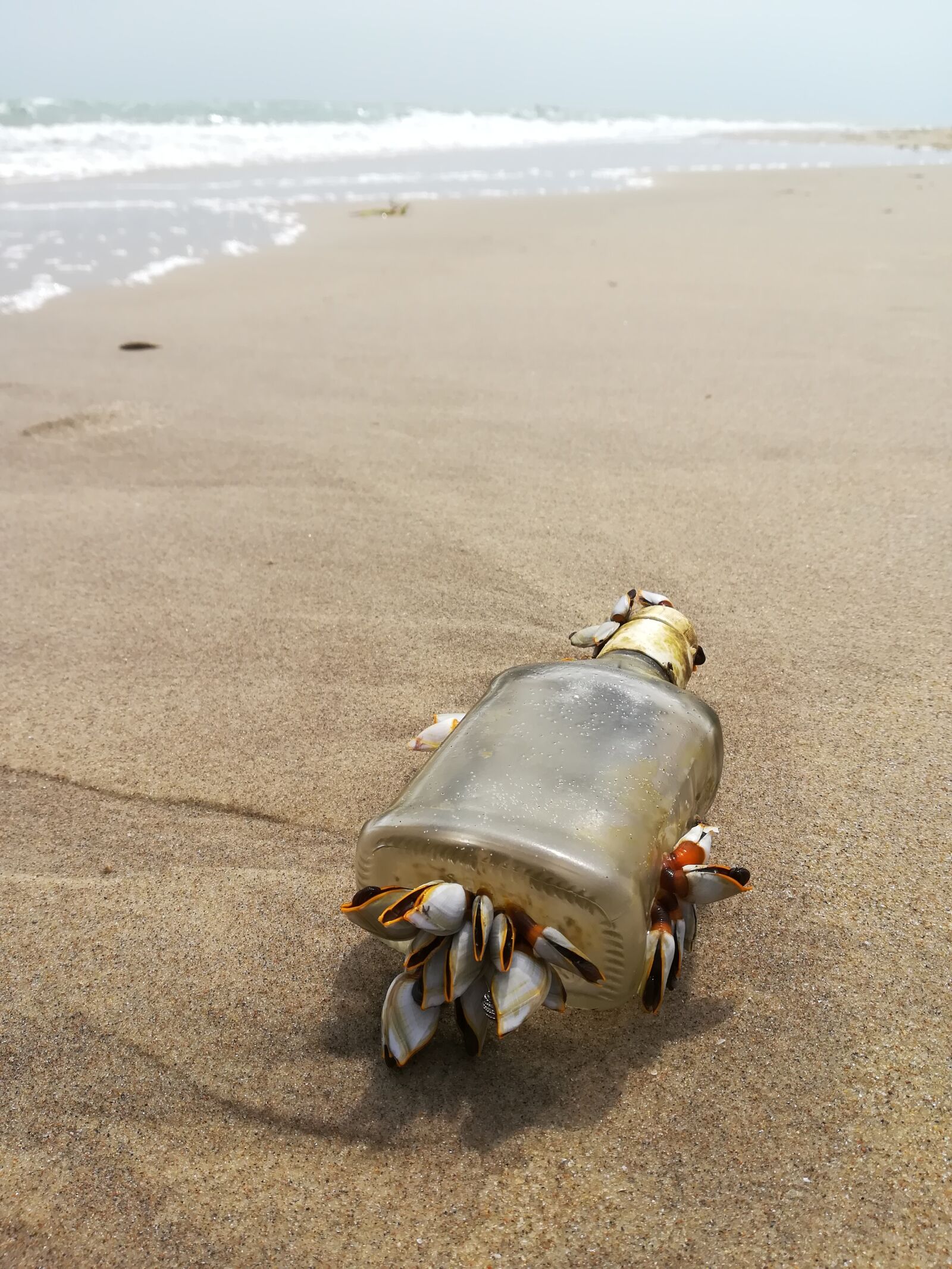 HUAWEI P10 lite sample photo. Greeting, sea, a bottle photography