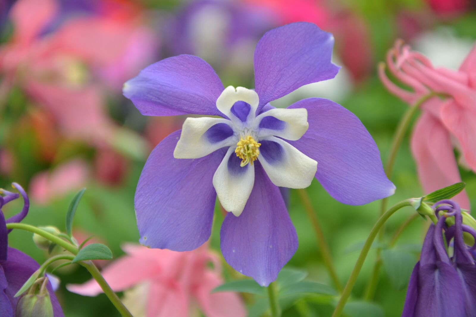 Nikon D5200 sample photo. Flower, flower purple, nature photography