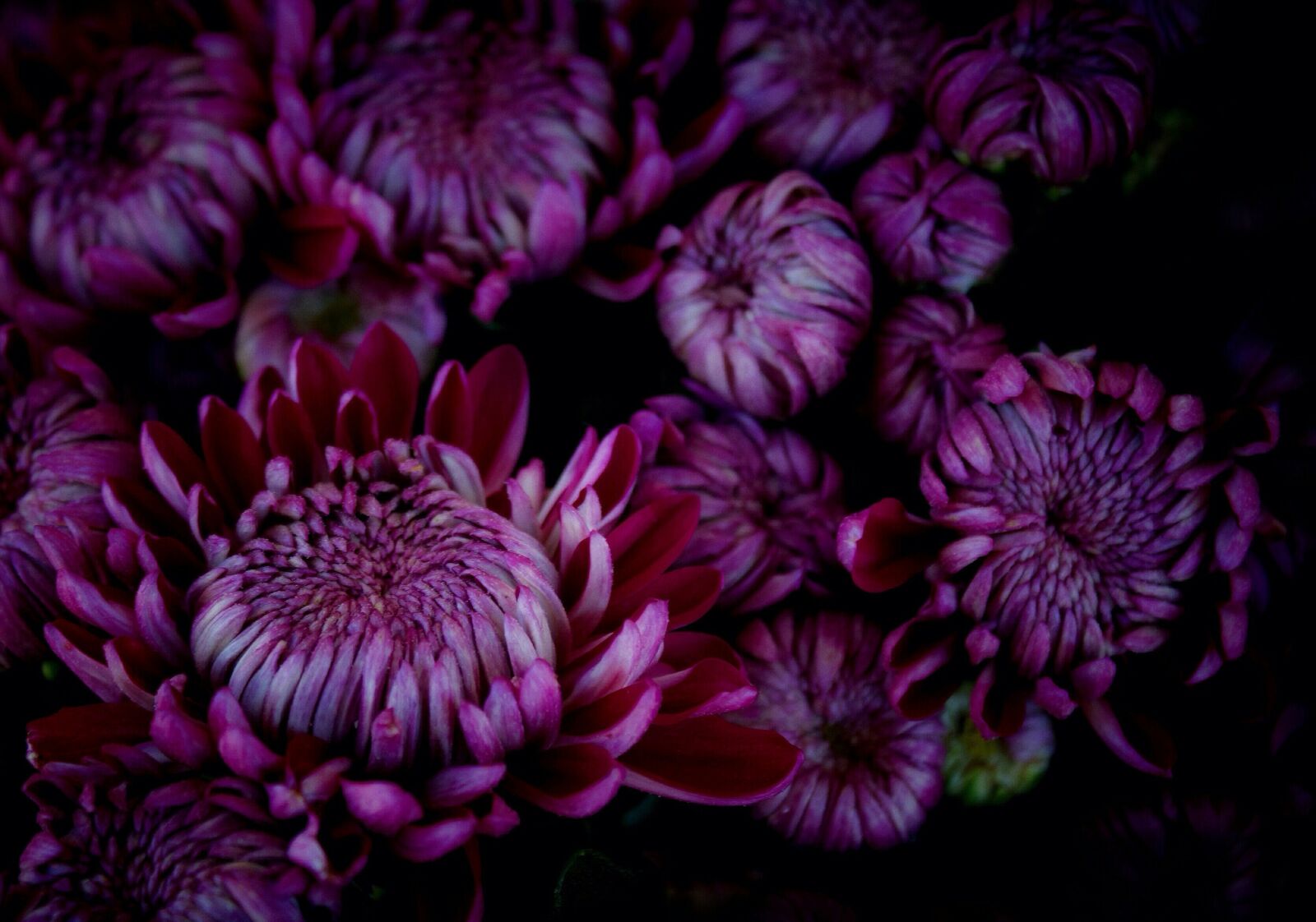 Canon EOS 550D (EOS Rebel T2i / EOS Kiss X4) sample photo. Chrysanthemums, violet, november photography