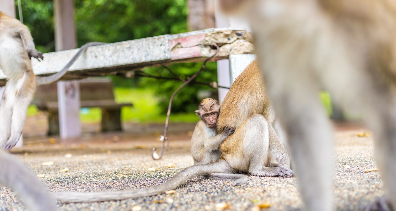 Canon EOS 5D Mark IV sample photo. Macaque monkeys, ape, thailand photography