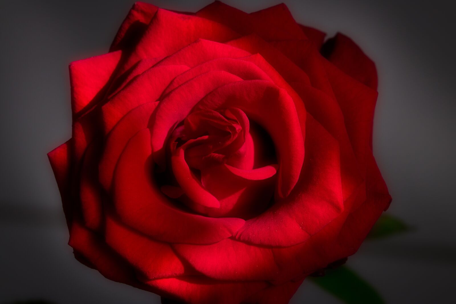 Canon EOS 80D sample photo. Rose, flower, blossom photography