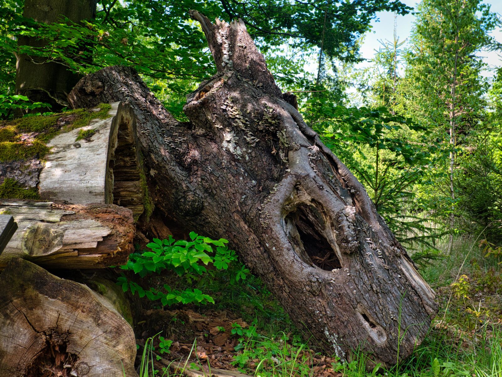 Nikon D7500 sample photo. Log, old, dead wood photography