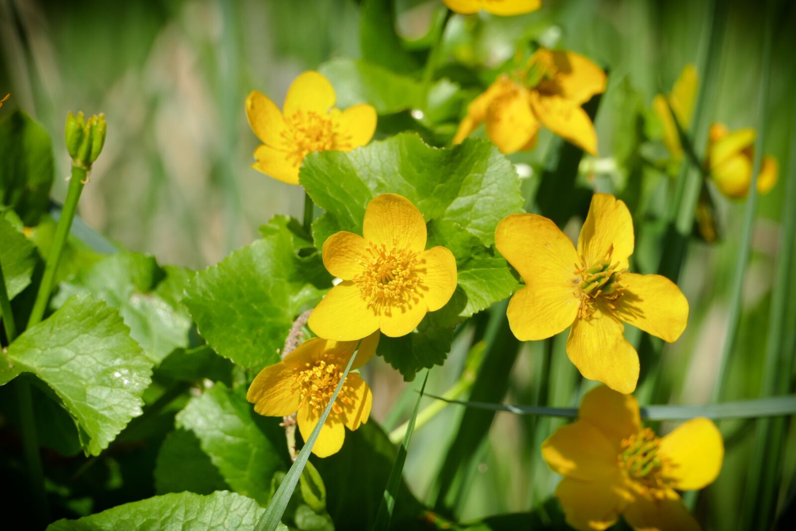 Panasonic Lumix DMC-FZ1000 sample photo. Caltha palustris, flower, swamp photography