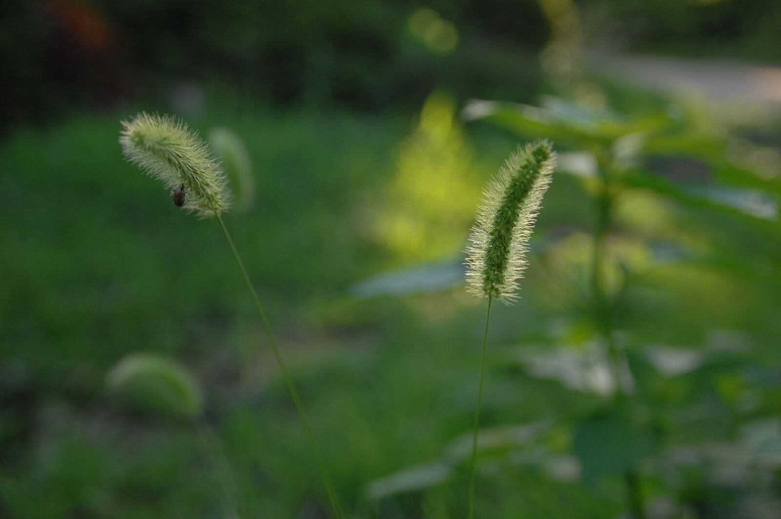 Nikon D2Xs sample photo. Foxtail, sunshine, backlight photography