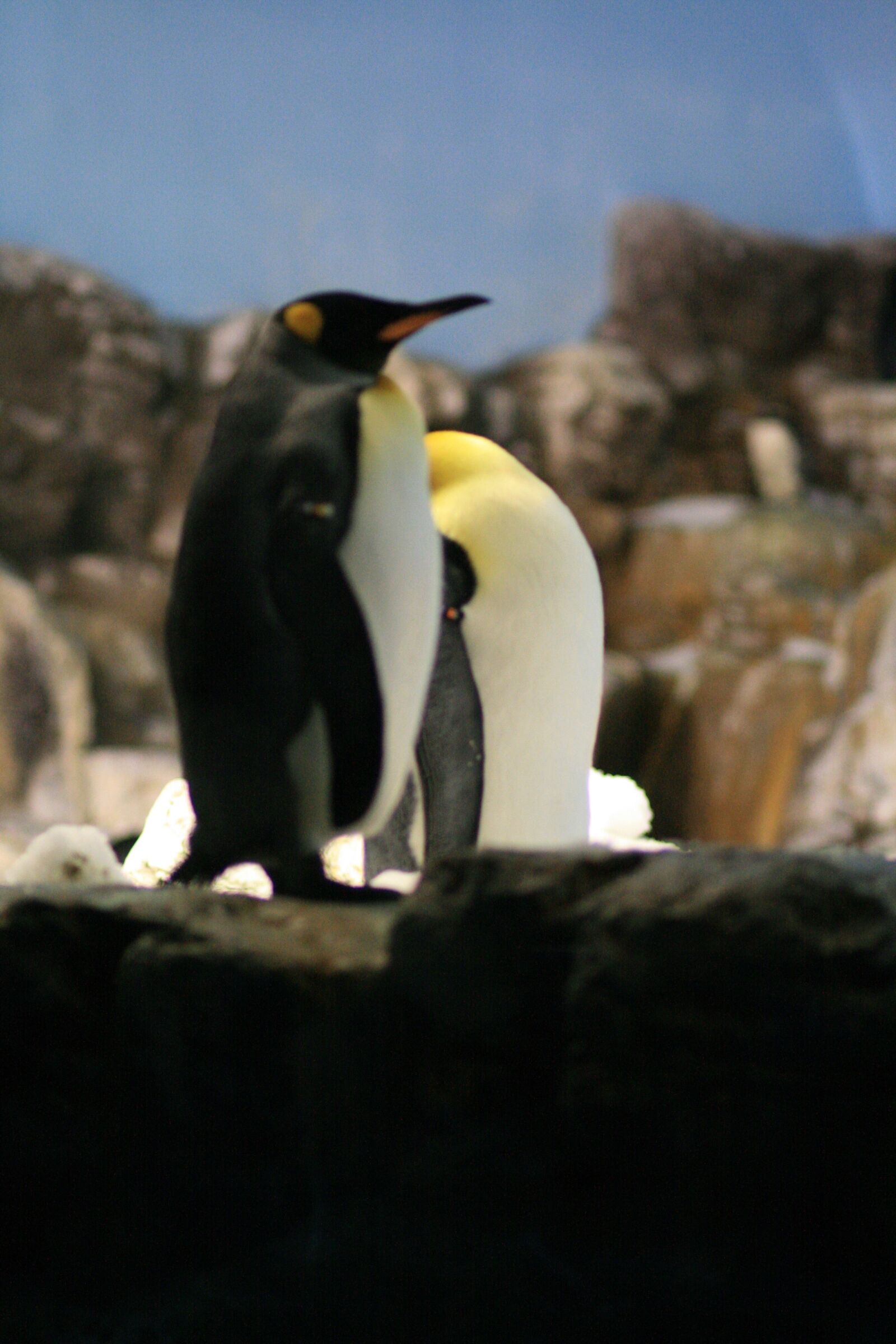 Canon EOS 400D (EOS Digital Rebel XTi / EOS Kiss Digital X) sample photo. Penguin, animal, bird photography