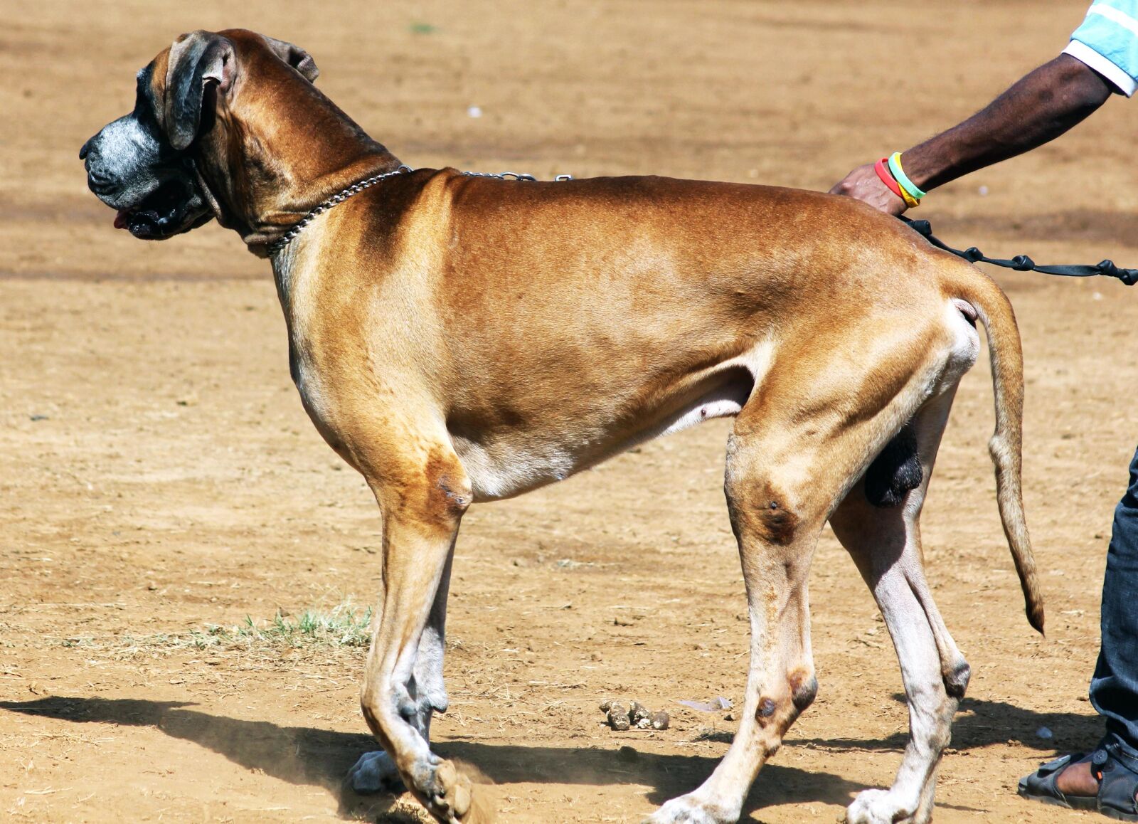Canon EOS 550D (EOS Rebel T2i / EOS Kiss X4) sample photo. Big dog, animal, pet photography