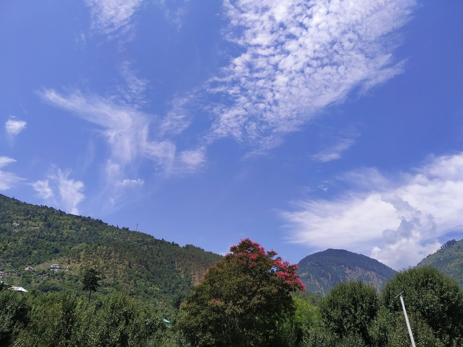 Xiaomi Redmi Note 7 sample photo. Clouds, flower, bush photography
