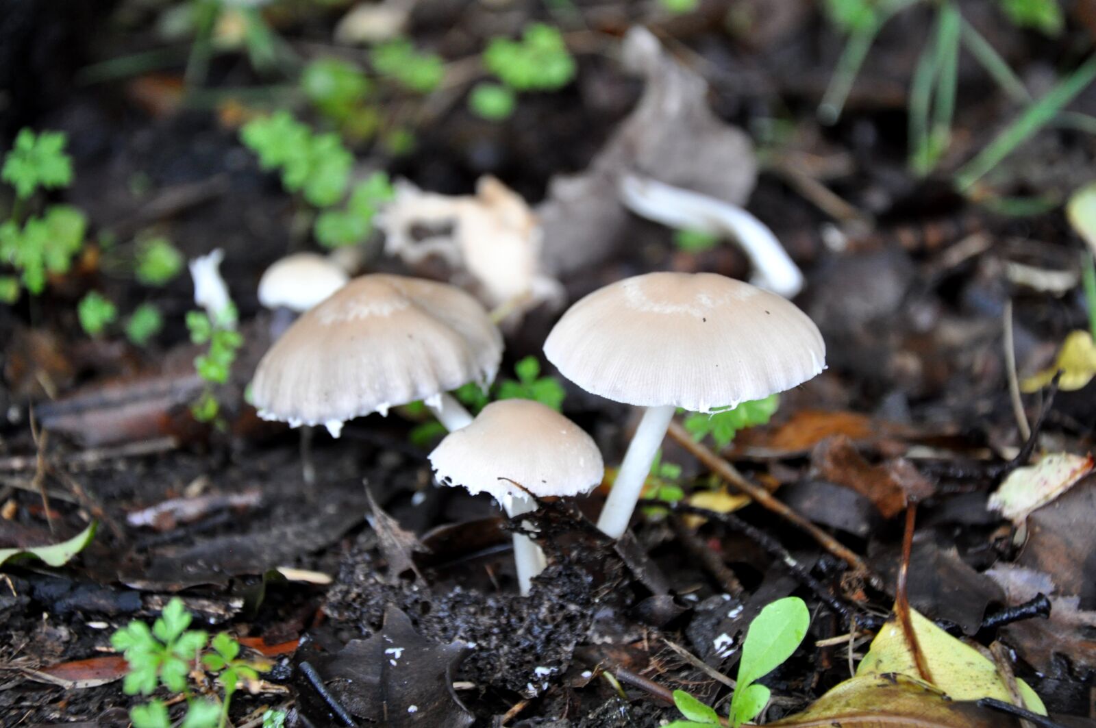 Nikon D90 sample photo. Fungi, massey, university photography
