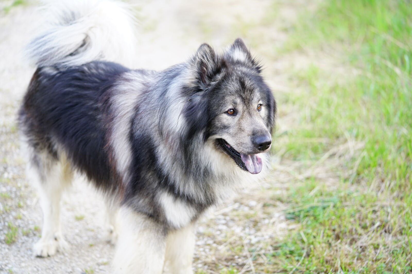 Sony a7R II + Sony FE 90mm F2.8 Macro G OSS sample photo. Husky, dog, animal photography