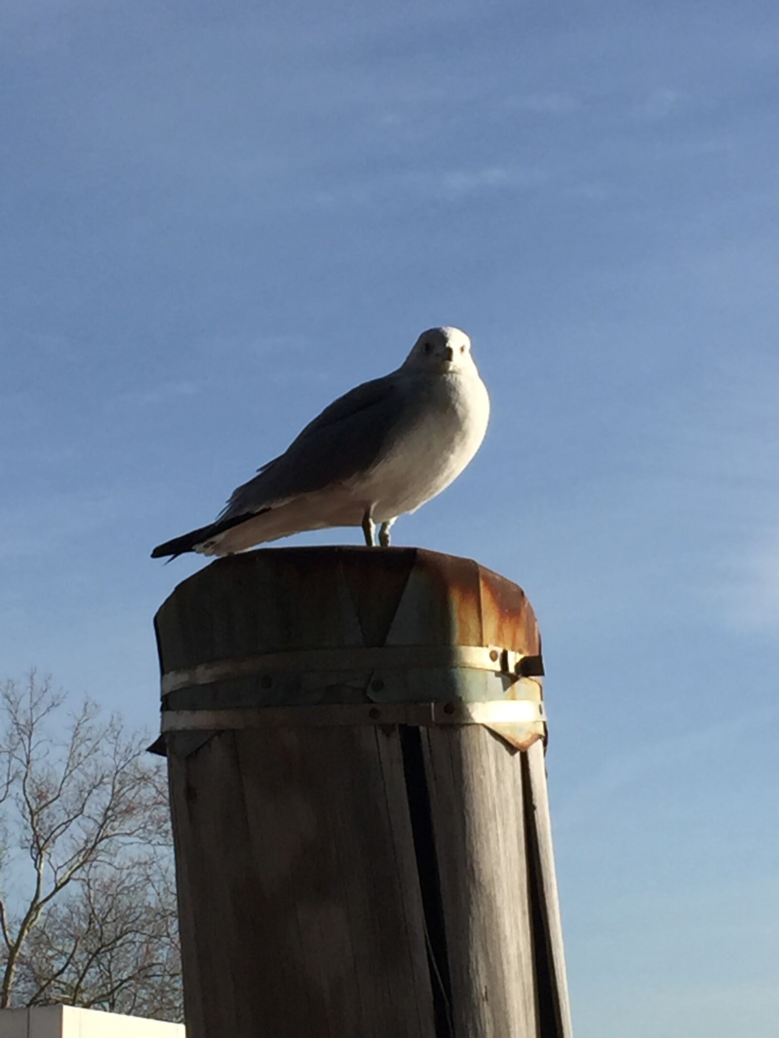 iPhone 6 Plus back camera 4.15mm f/2.2 sample photo. Birds, hudson, river, seagull photography