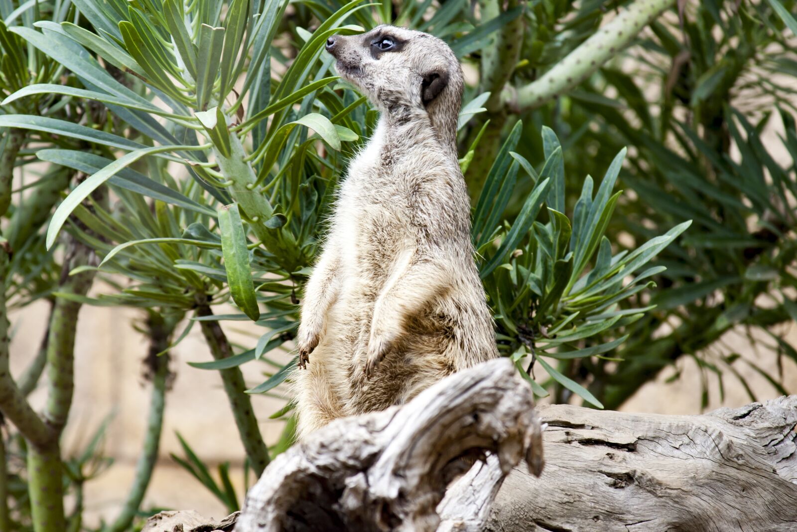 Canon EOS 5D + Canon EF 28-135mm F3.5-5.6 IS USM sample photo. Meerkat, zoo, sentry photography