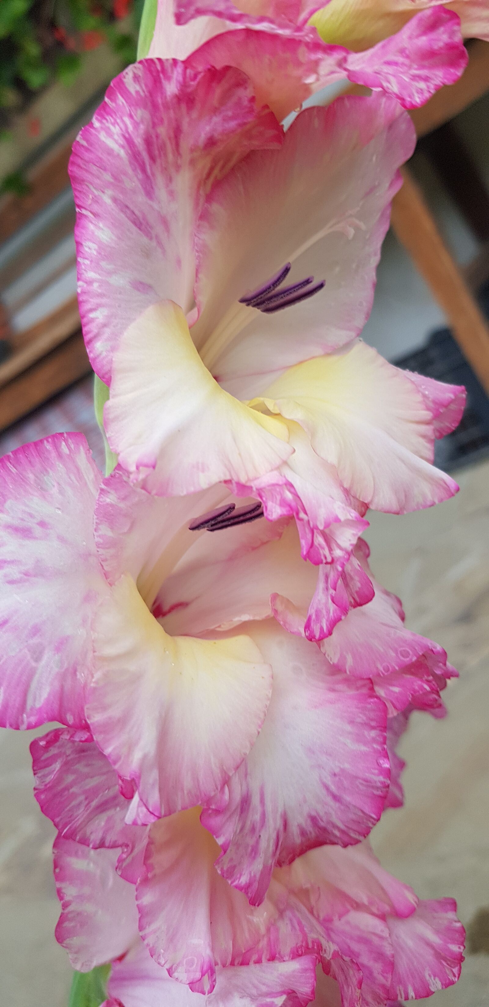 Samsung Galaxy S8+ sample photo. Flowers, gladiola, gladiolus photography