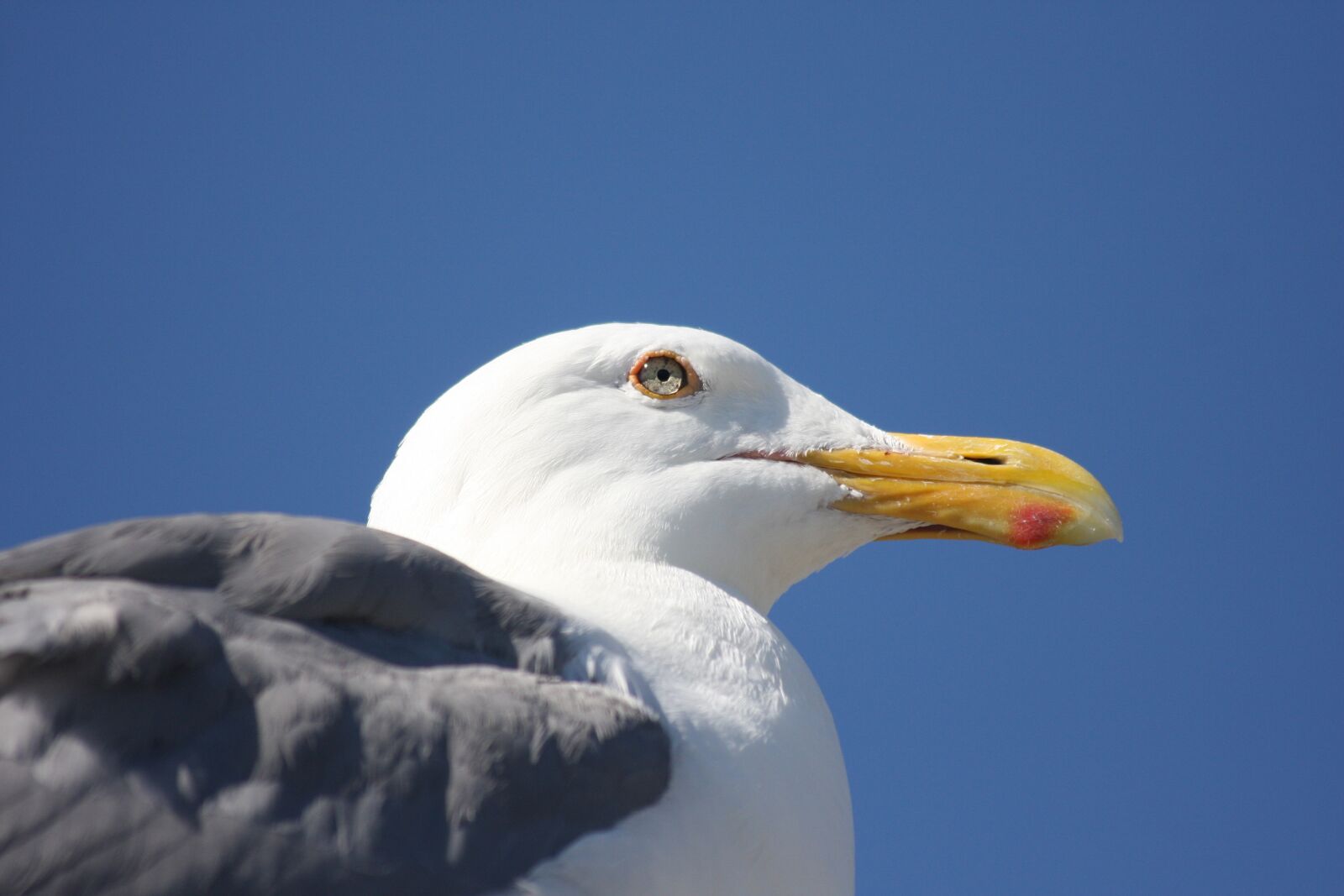 Canon EOS 40D sample photo. Western gull, portrait, original photography