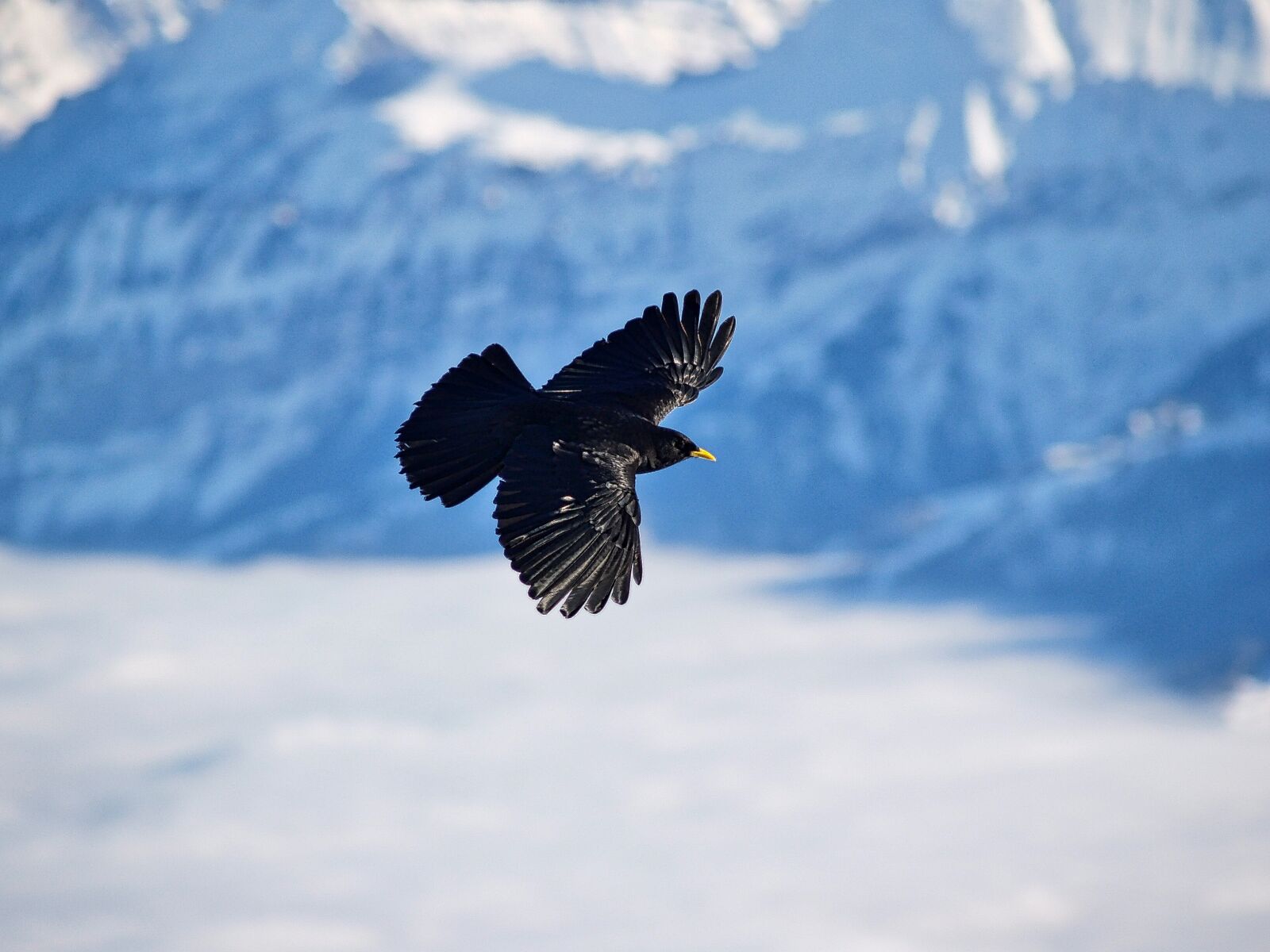 Olympus E-300 (EVOLT E-300) sample photo. Bird, bergdohle, flying photography