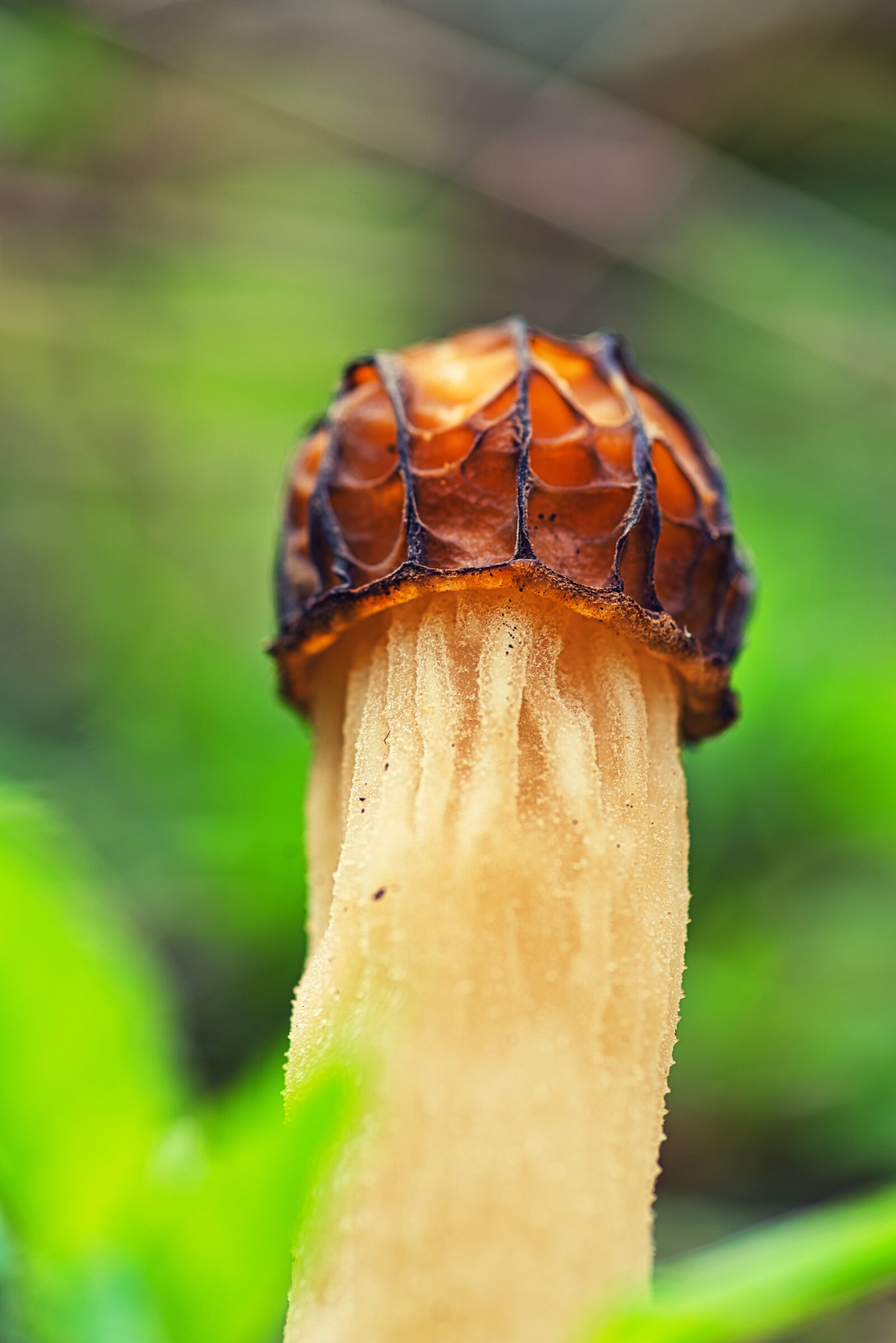Nikon D800E sample photo. Mushroom, green background, forest photography