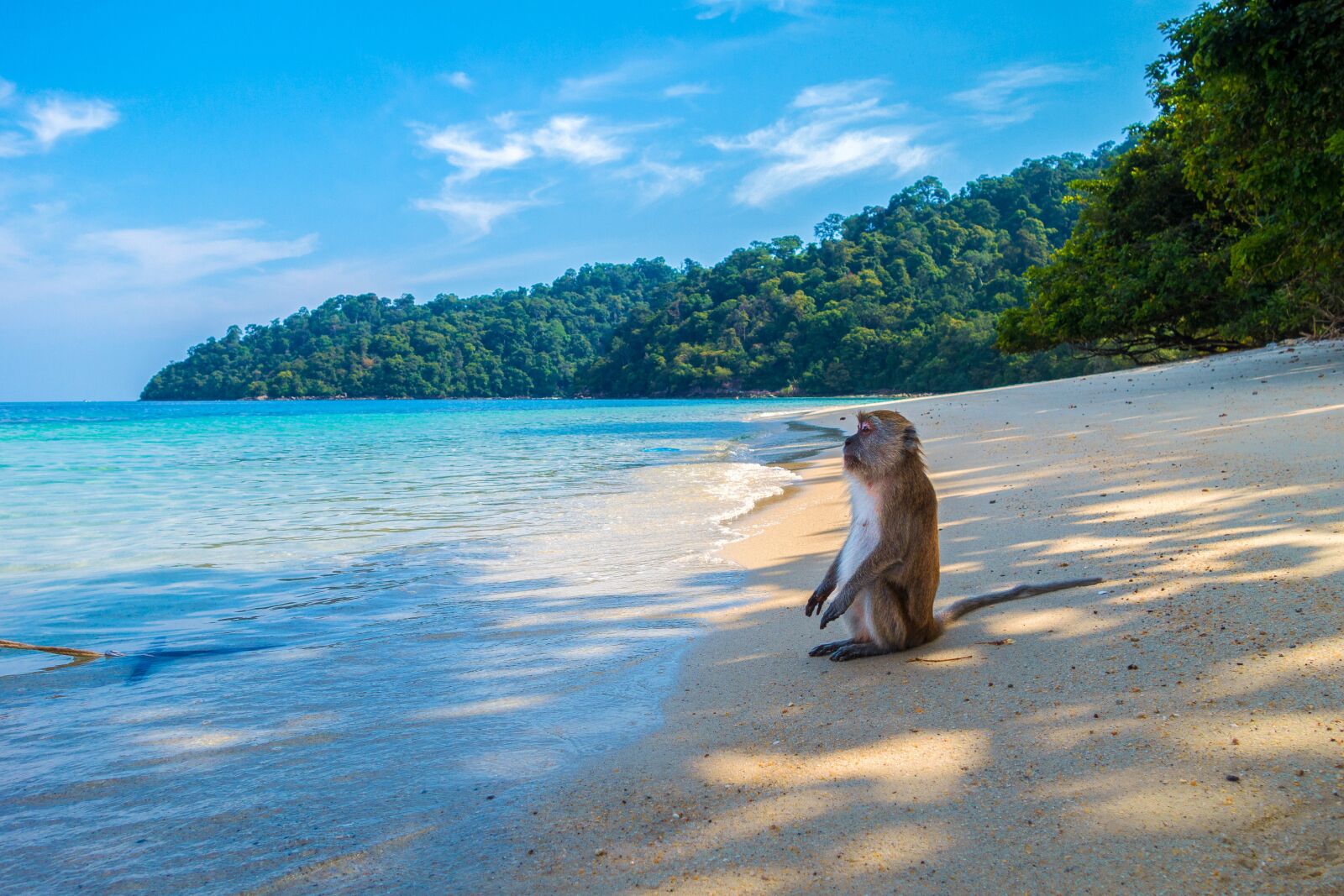 Sony Cyber-shot DSC-RX100 II sample photo. Monkey, ape, monkey island photography
