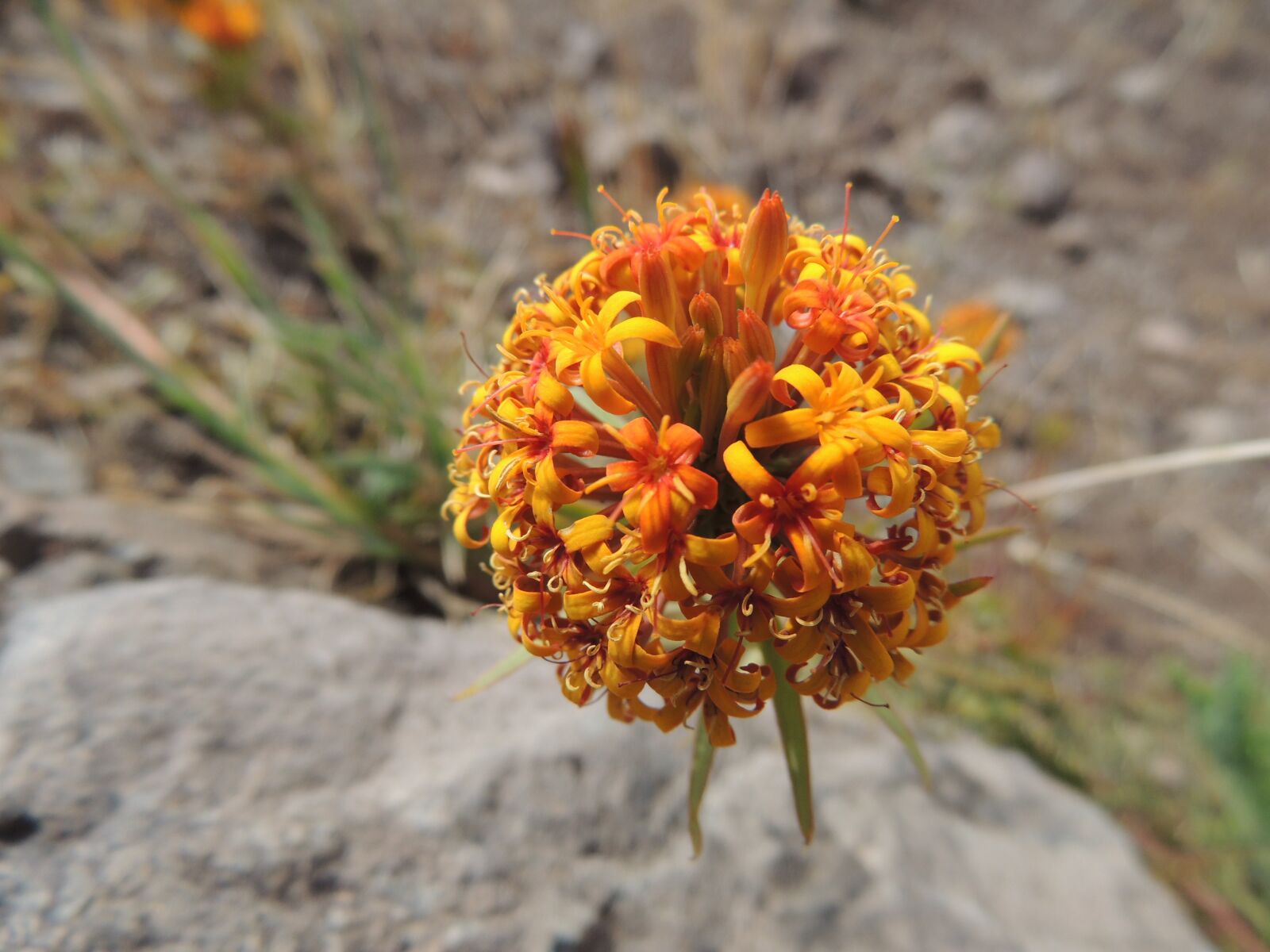 Nikon Coolpix P510 sample photo. Flower, yellow, orange photography