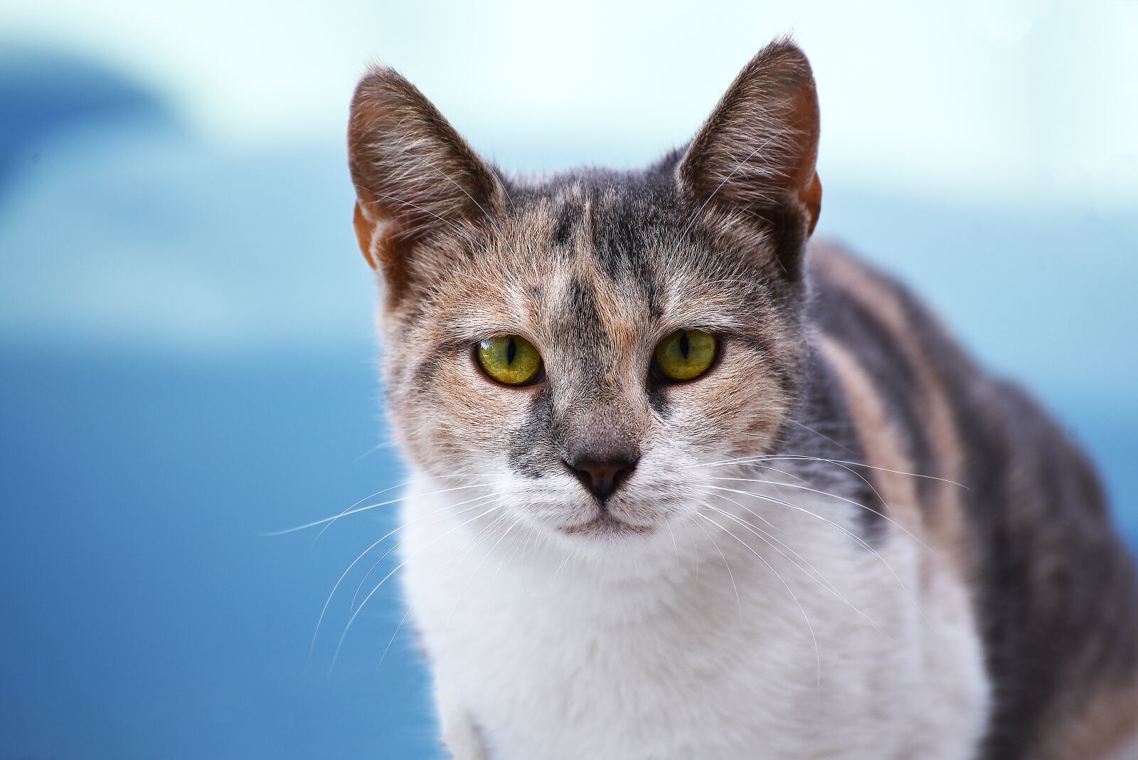 Nikon D750 sample photo. Cat, cute, portrait photography