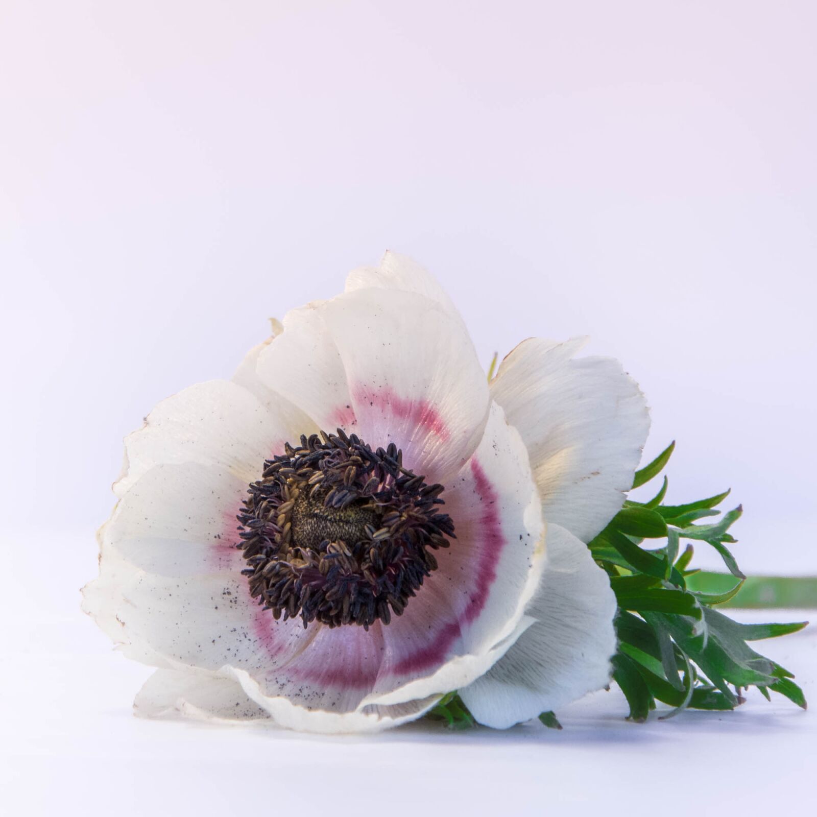 Nikon D7200 sample photo. Flowers, flower, white flower photography