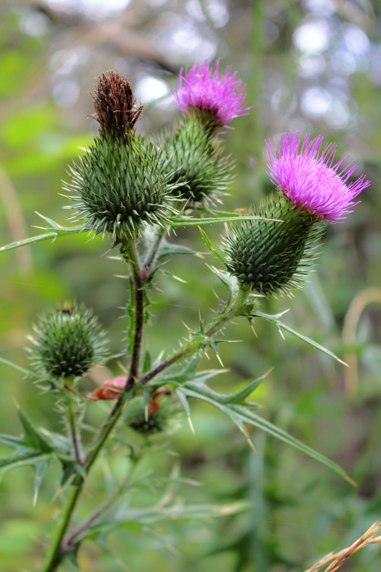 Canon EOS 700D (EOS Rebel T5i / EOS Kiss X7i) sample photo. Thistle, thistles, summer photography