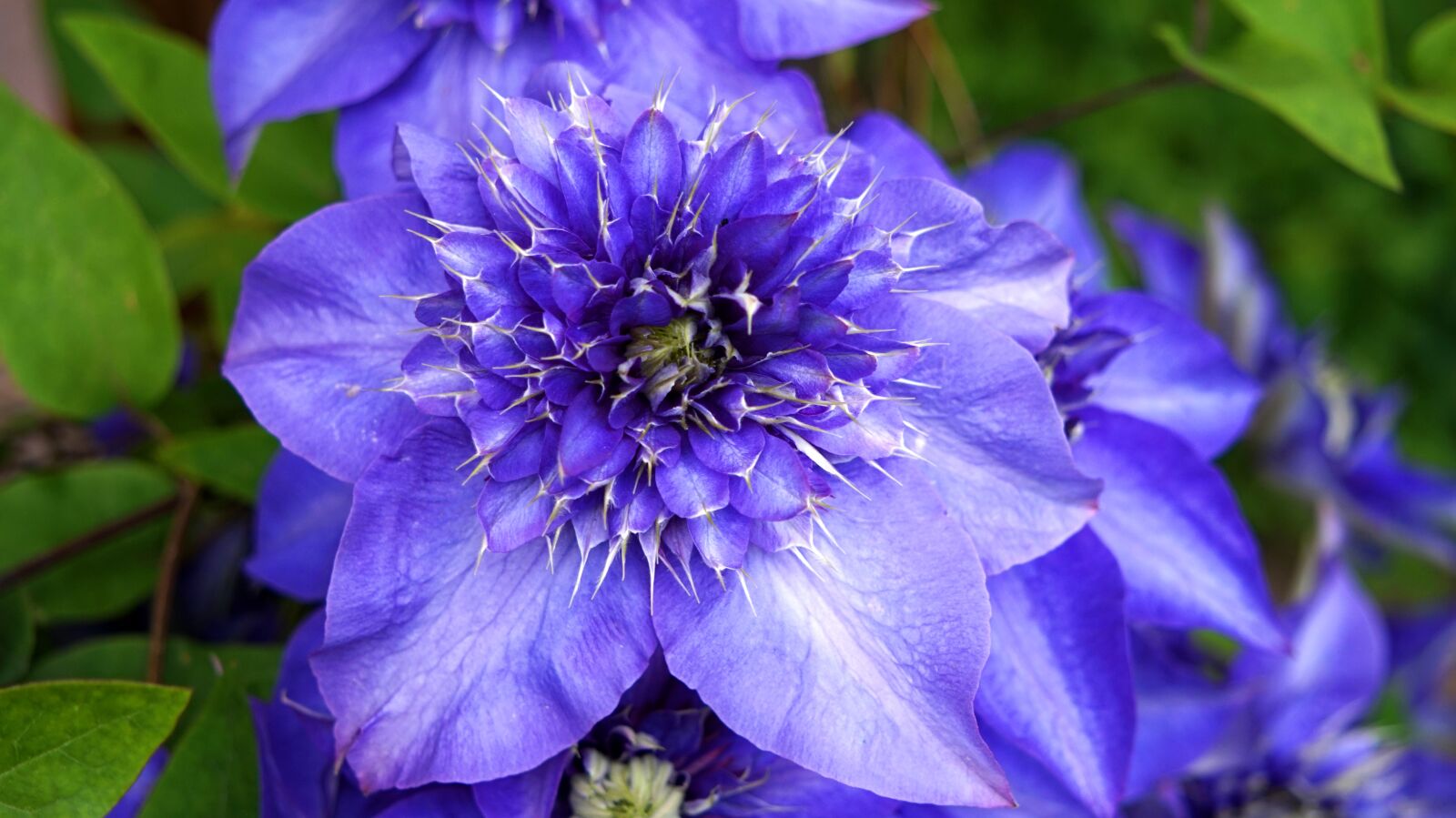 Sony Alpha a5000 (ILCE 5000) + Sony E 55-210mm F4.5-6.3 OSS sample photo. Clematis, blue, blossom photography