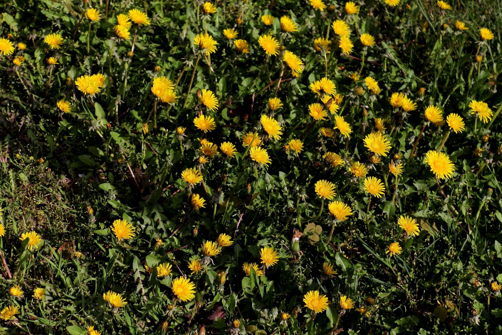 Canon EOS 1100D (EOS Rebel T3 / EOS Kiss X50) sample photo. Dandelion, yellow flower, flowers photography