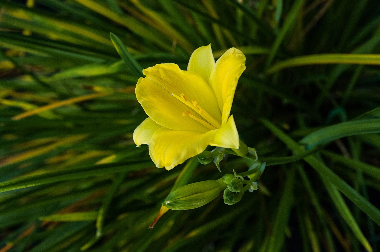 Samsung GX-20 sample photo. Lily, żólta, flower photography