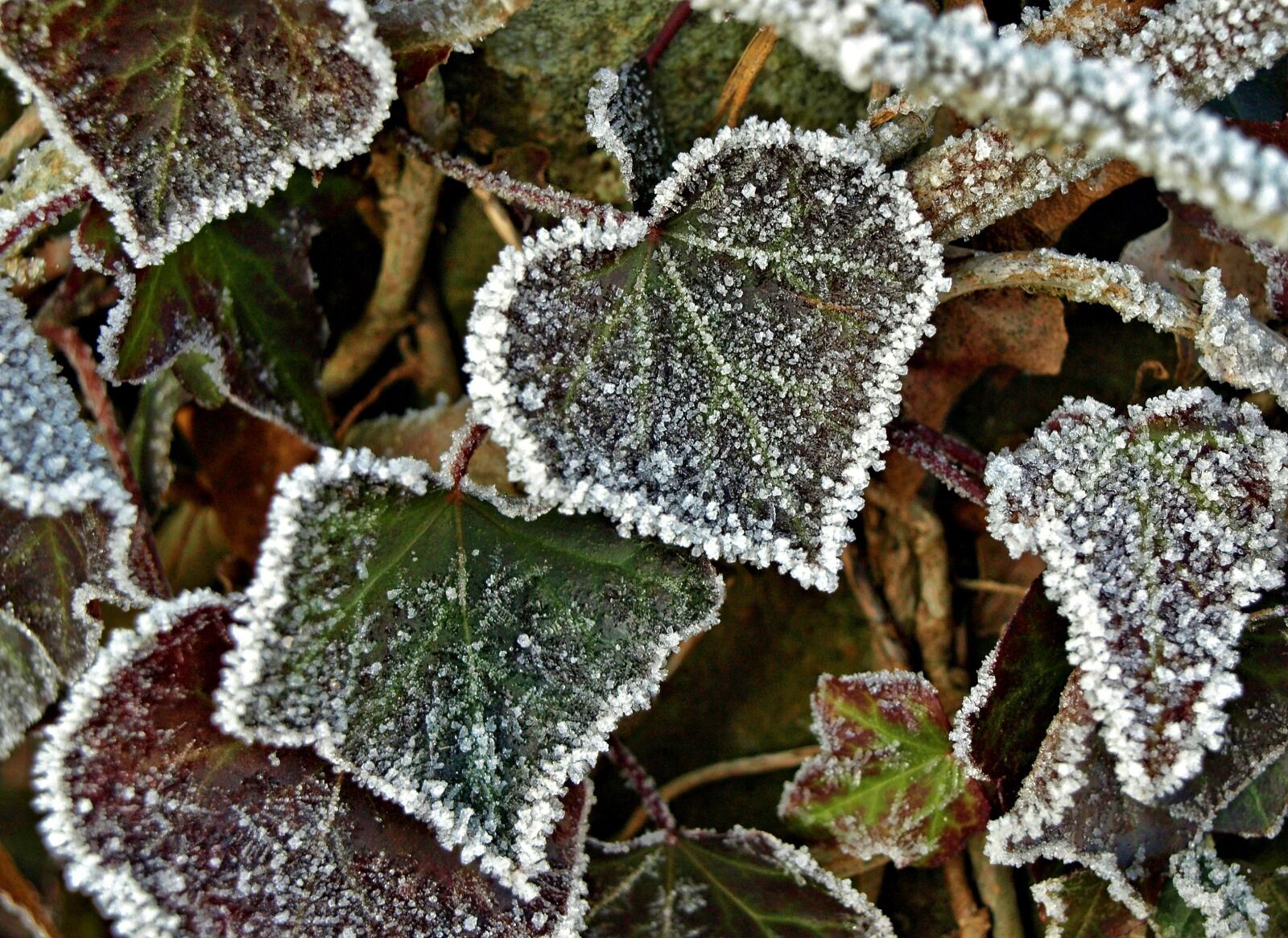 Olympus E-510 (EVOLT E-510) sample photo. Leaves, eiskristalle, hoarfrost photography