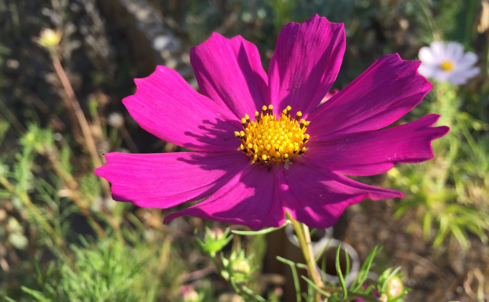 Apple iPhone 6 sample photo. Cosmos, garden, flowers photography