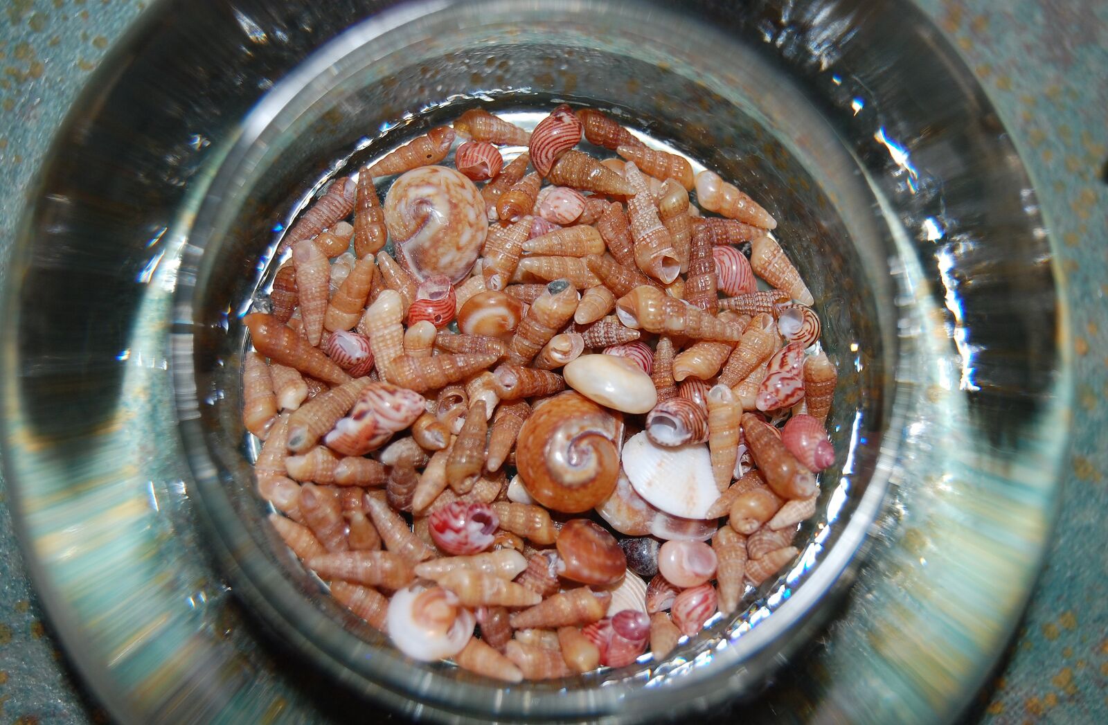 Nikon D40 sample photo. Beach, seashell, sea photography