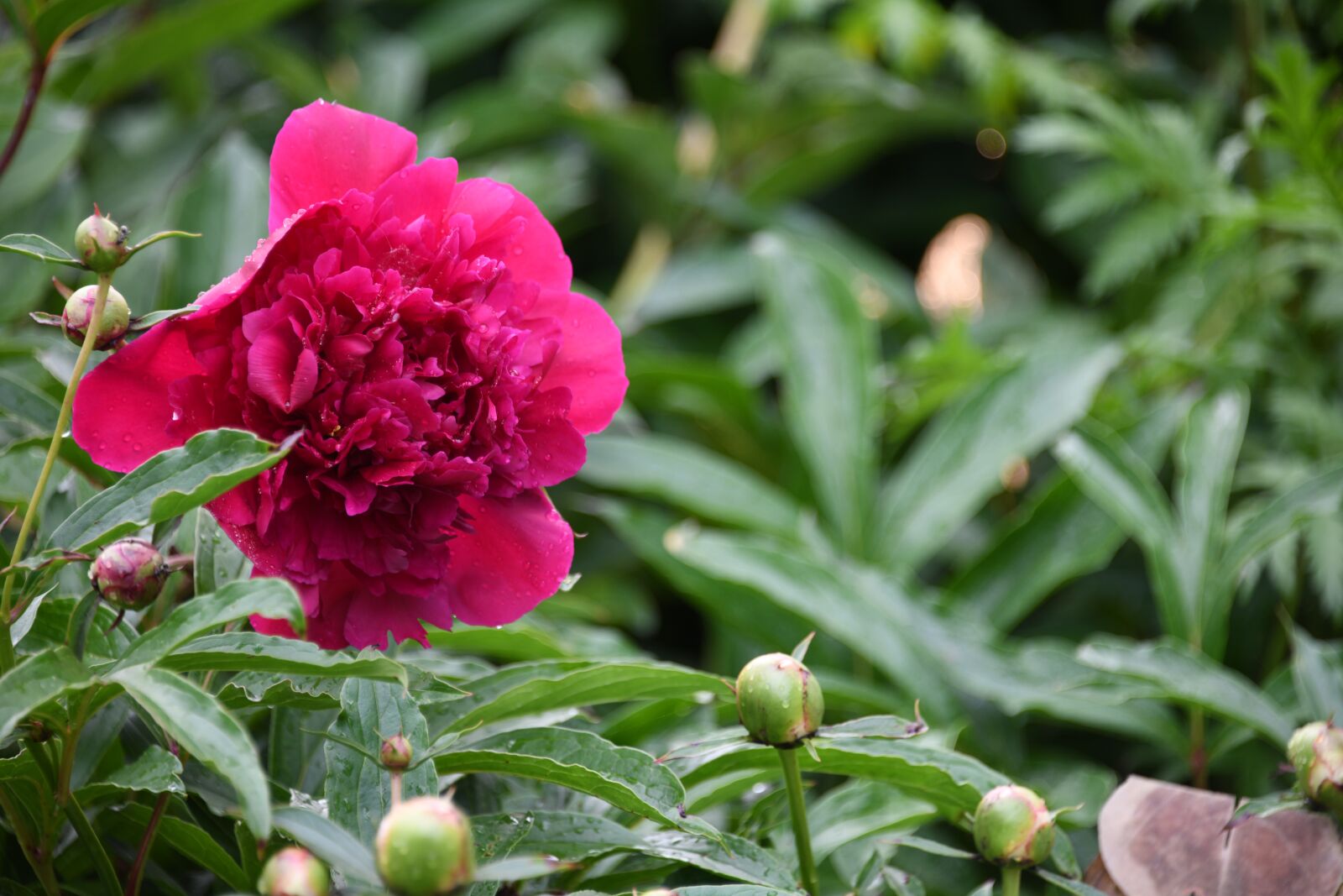 Nikon D850 sample photo. Peony, flower, bloom photography