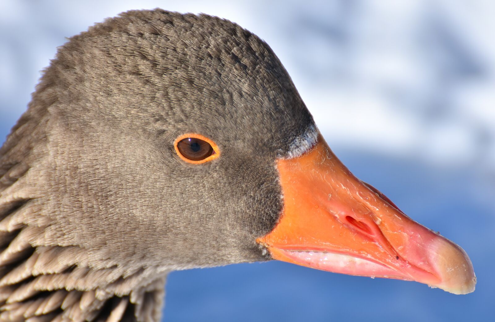 Nikon D7200 sample photo. Goose, water bird, animal photography