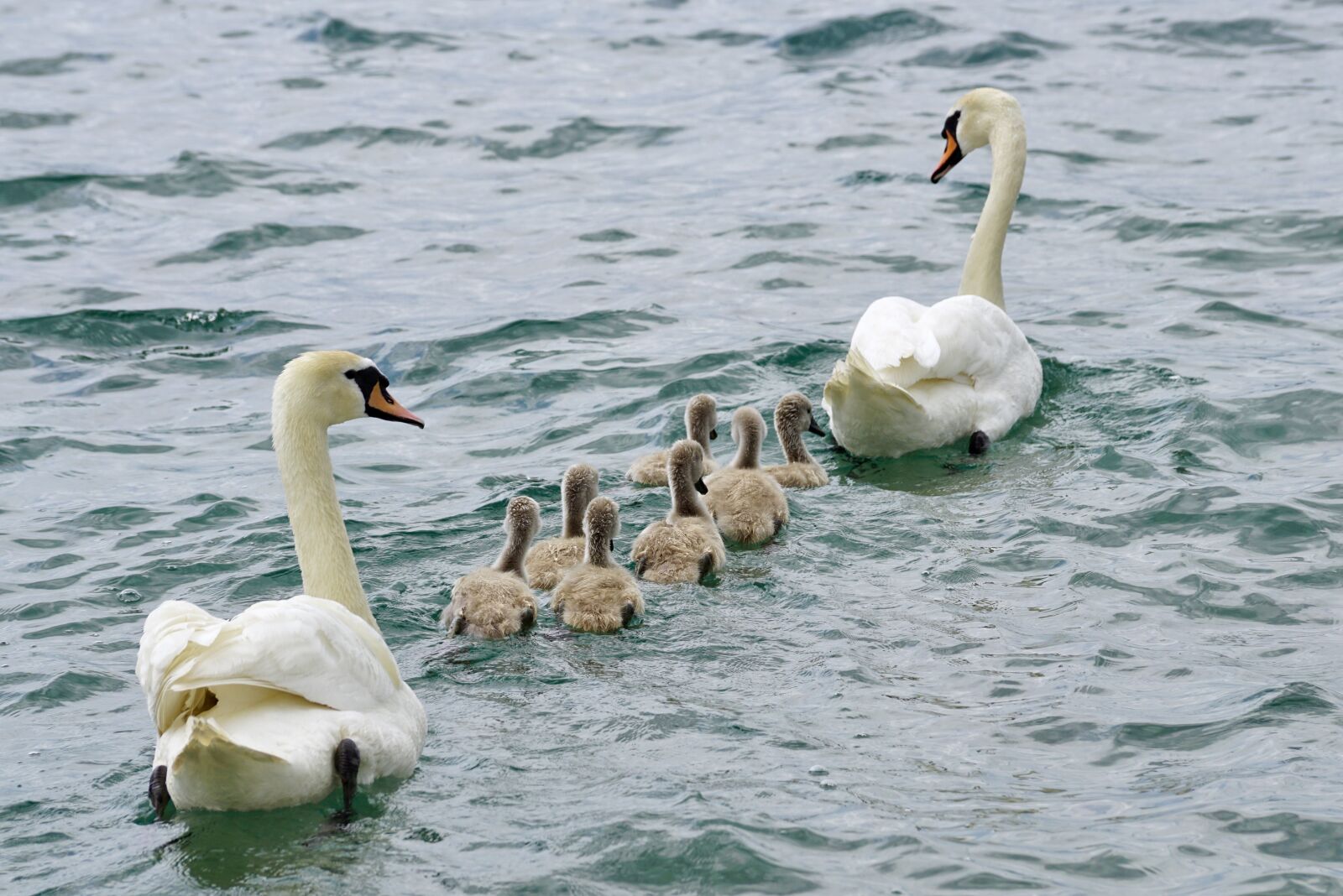 Sony DT 55-300mm F4.5-5.6 SAM sample photo. Swans, family, swan photography