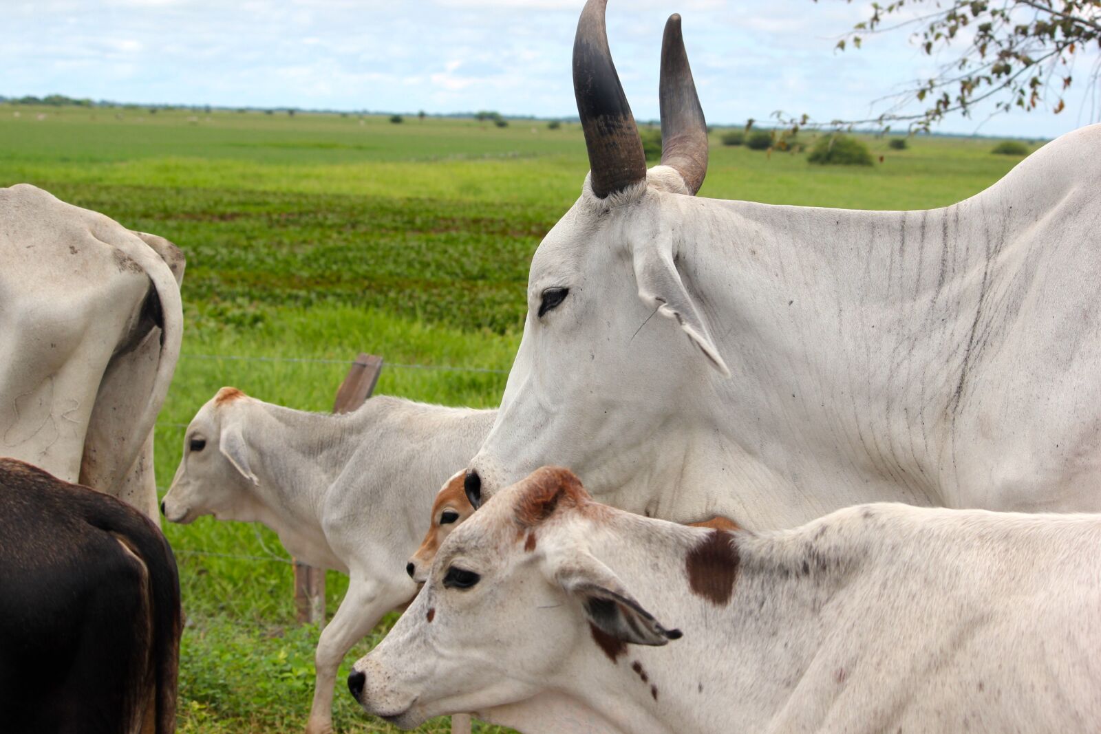Canon EOS 550D (EOS Rebel T2i / EOS Kiss X4) sample photo. Animal, cow, horns photography