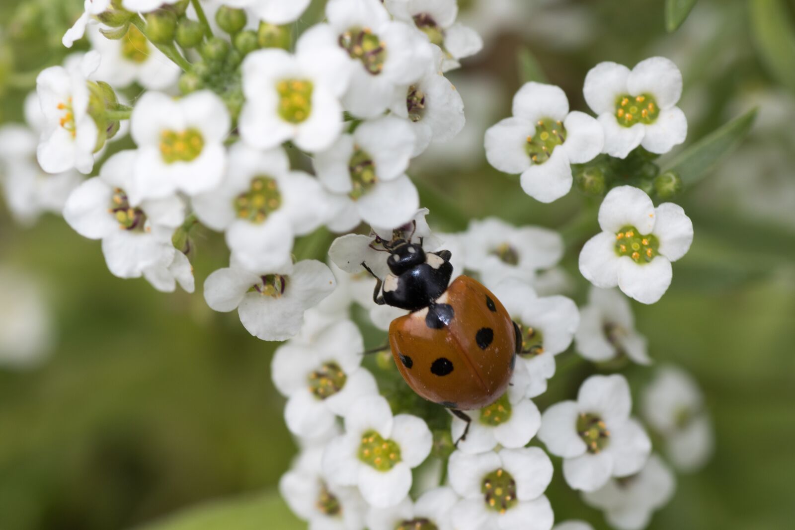 Canon EOS 7D Mark II sample photo. Ladybug, siebenpunkt, red photography