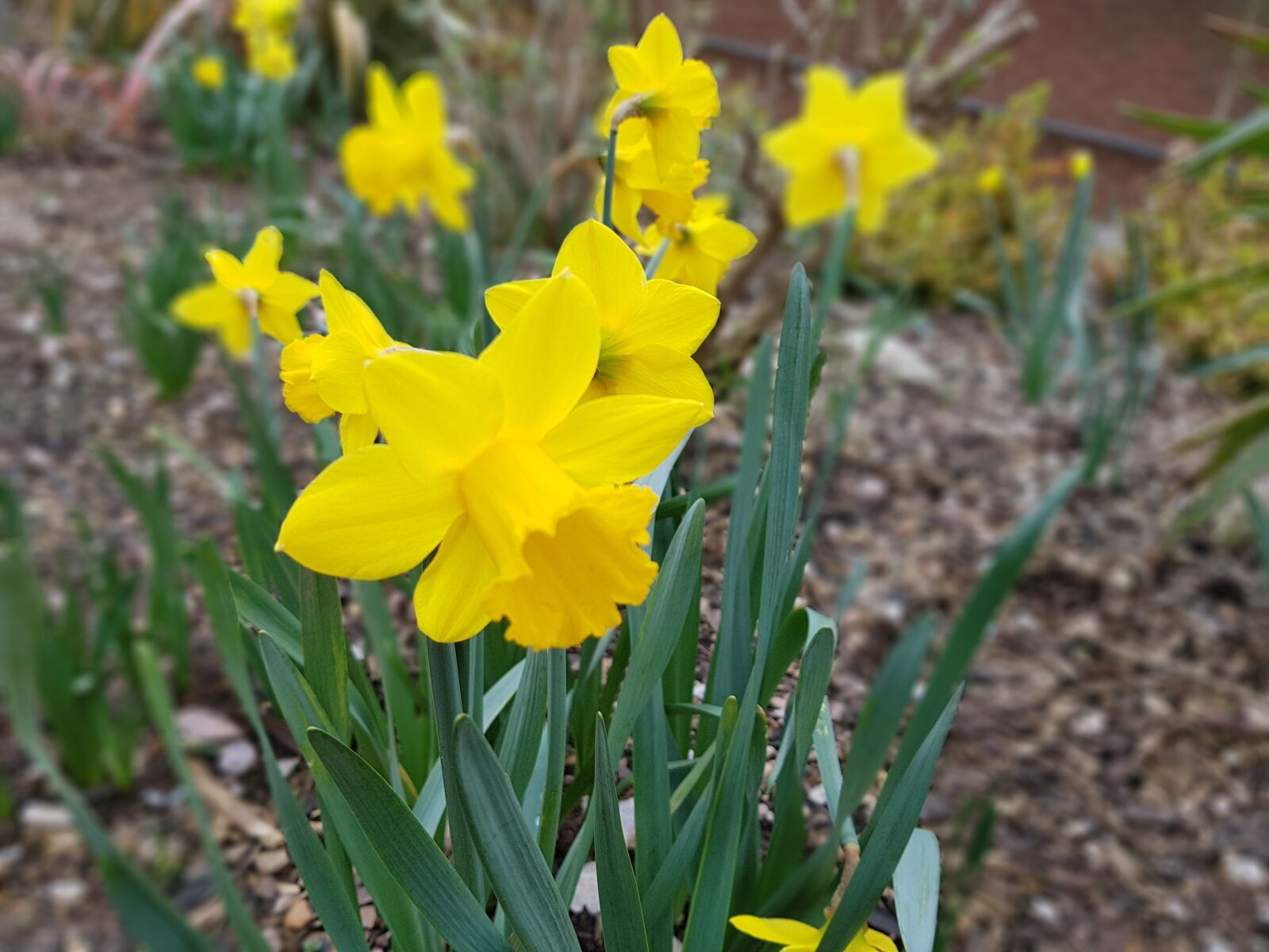 Samsung Galaxy S7 Edge sample photo. Nature, flora, flower photography