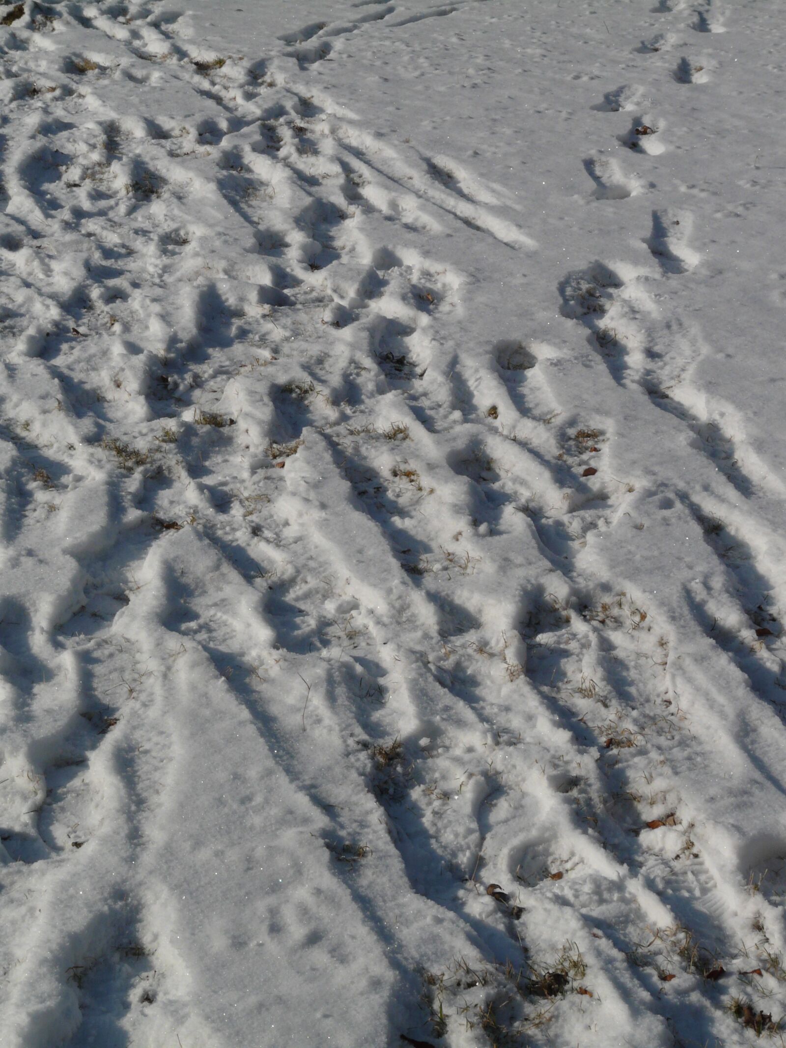 Panasonic DMC-FZ18 sample photo. Traces, snow, wintry photography