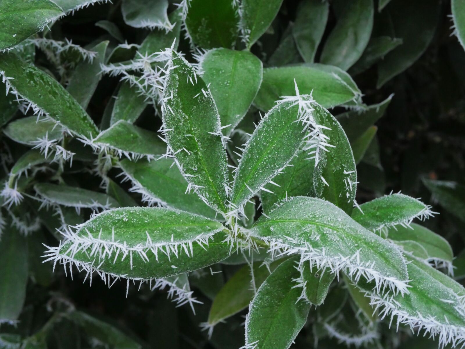Panasonic Lumix DMC-GX8 sample photo. Eiskristalle, cold, cherry laurel photography