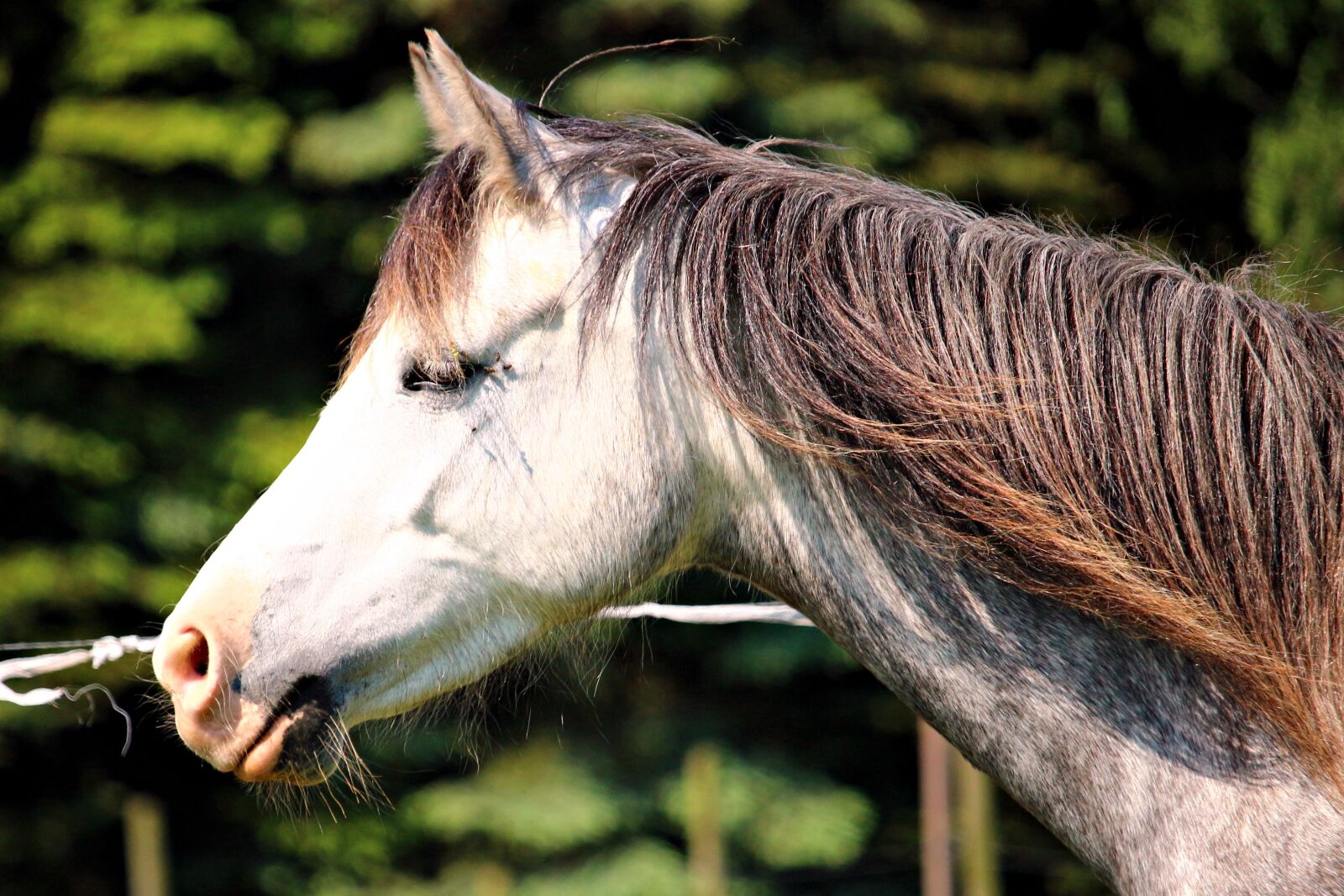 Canon EOS 100D (EOS Rebel SL1 / EOS Kiss X7) sample photo. Pony, horse, welsh photography