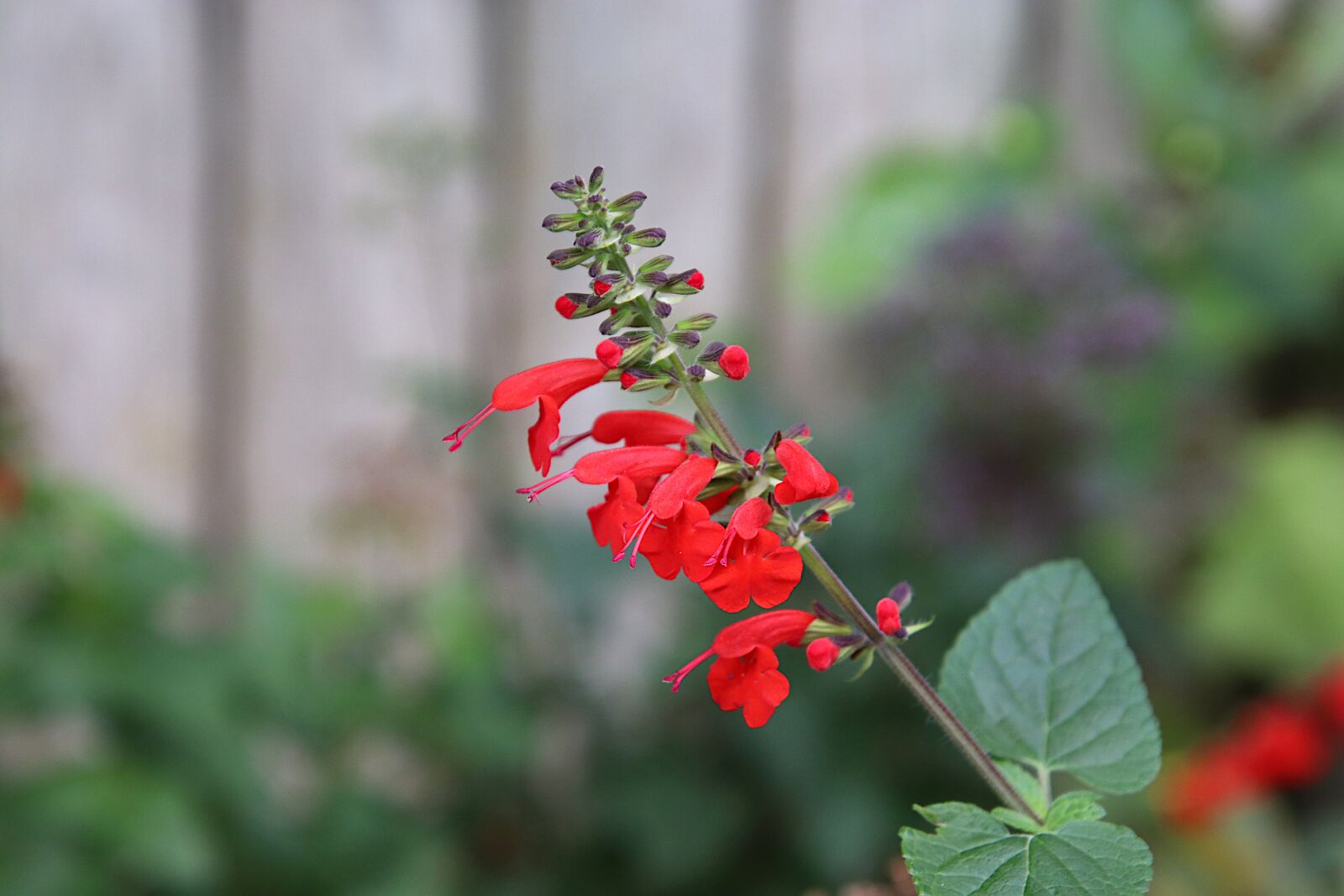 Canon EOS 800D (EOS Rebel T7i / EOS Kiss X9i) sample photo. Flowers, plants, bright red photography