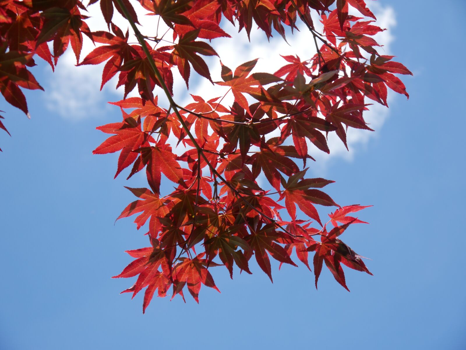 Panasonic DMC-G70 sample photo. Leaves, tree, red photography