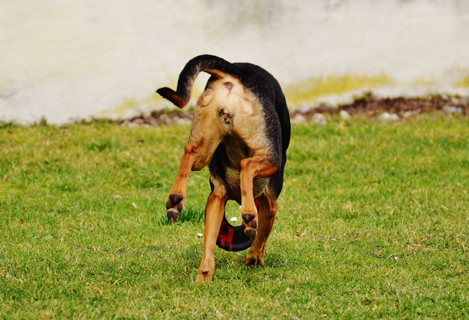 Nikon D3200 sample photo. Dog, romp, play photography