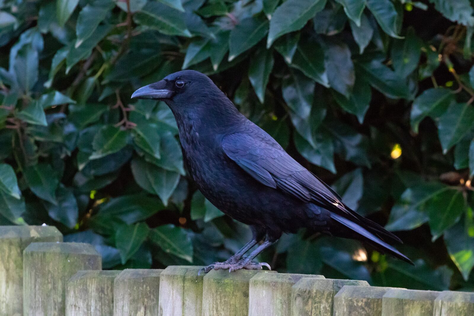 Canon EOS 7D Mark II sample photo. Crow, black crow, raven photography