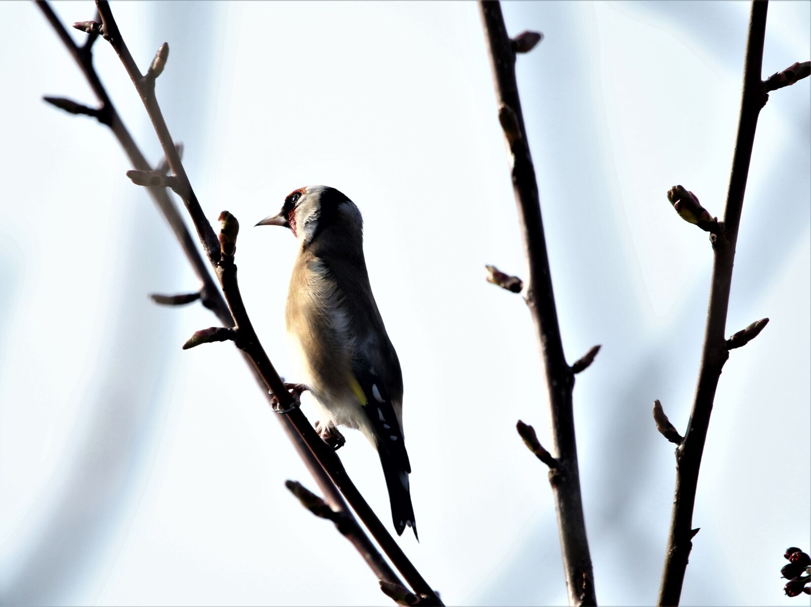 150-600mm F5-6.3 DG OS HSM | Contemporary 015 sample photo. Bird, goldfinch, colourful photography