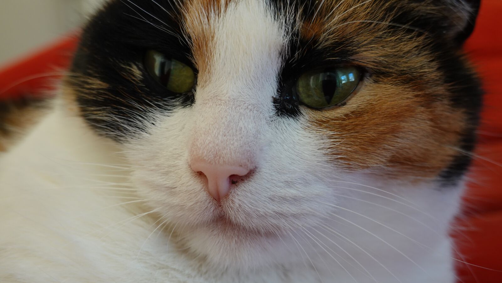 Sony Cyber-shot DSC-RX100 VI sample photo. Cats, portrait, close up photography