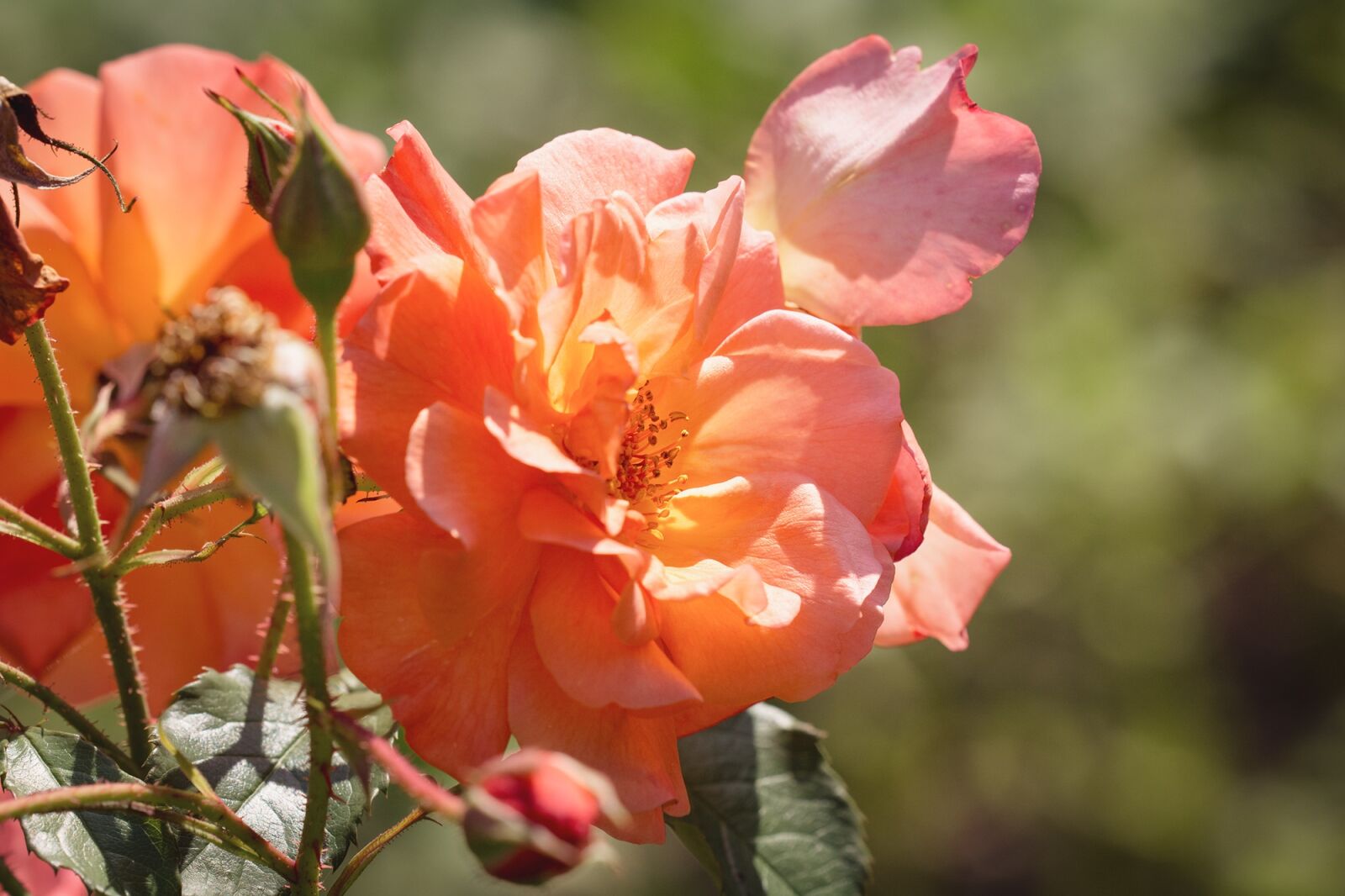 Nikon D7100 sample photo. Rose, orange, orange rose photography