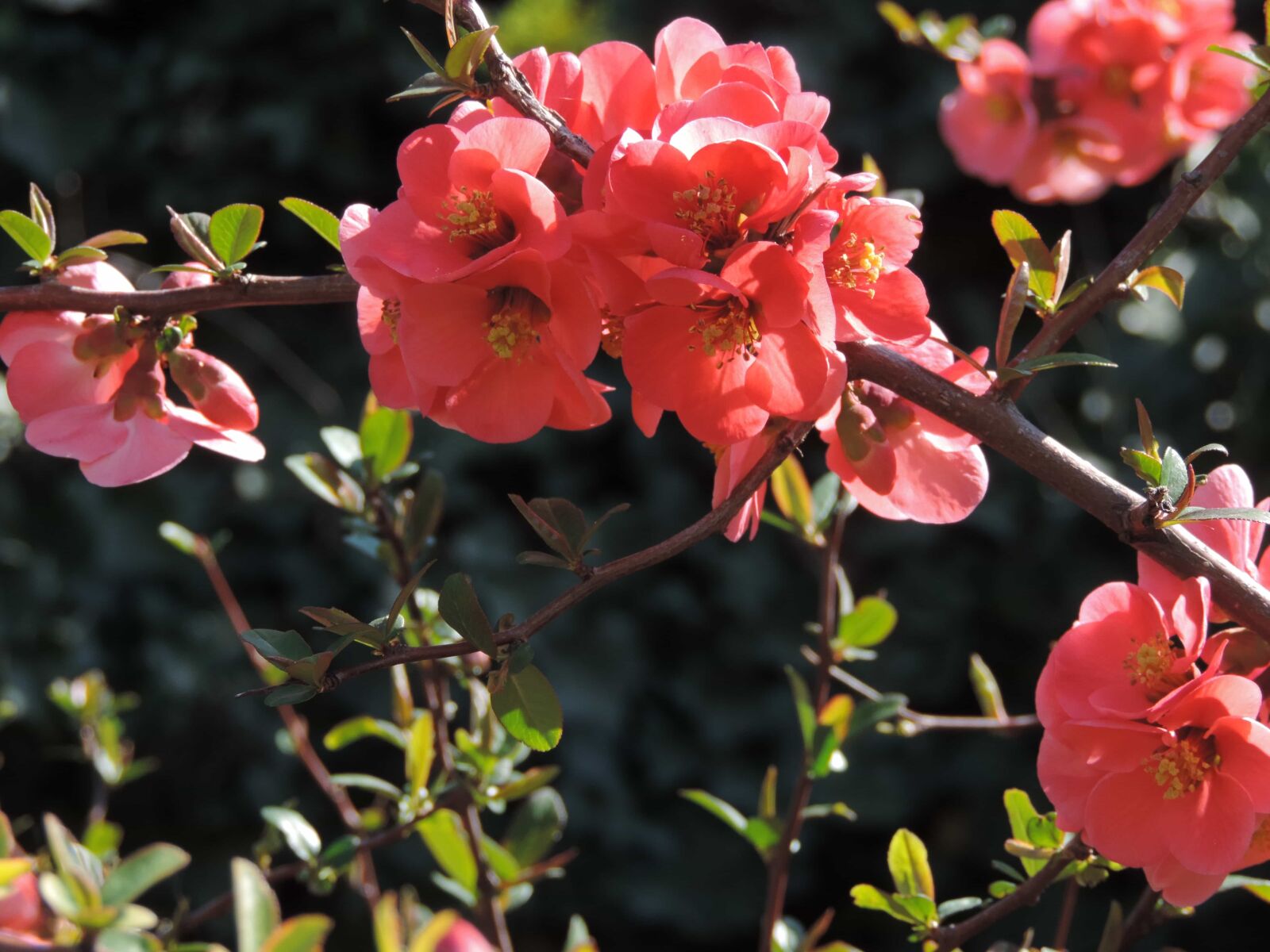 Nikon Coolpix P520 sample photo. Garden, shrub, flower, nature photography